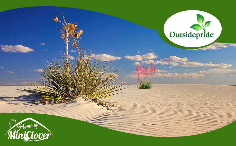Yucca Plants in Desert