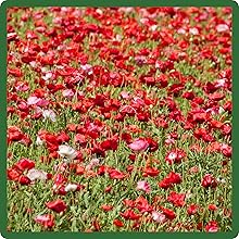 Red Flowers Long Bloom Season