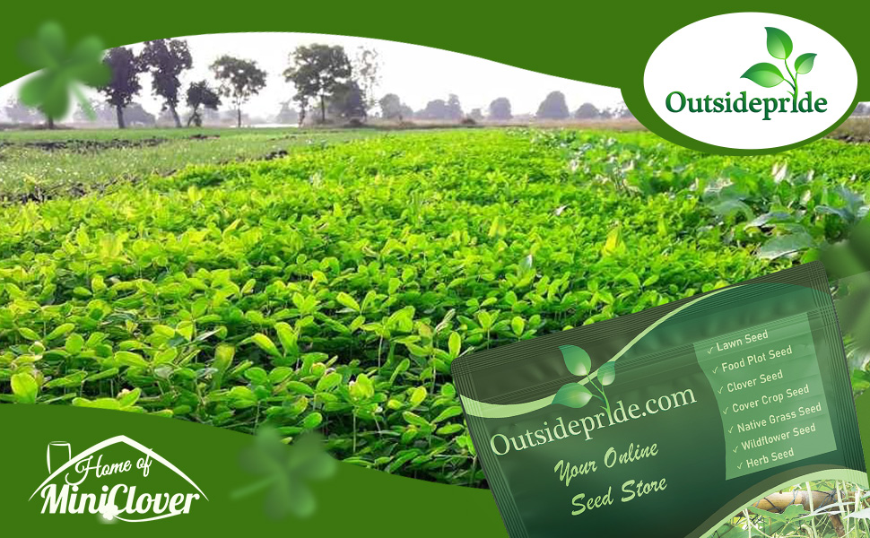 Cowpeas Field
