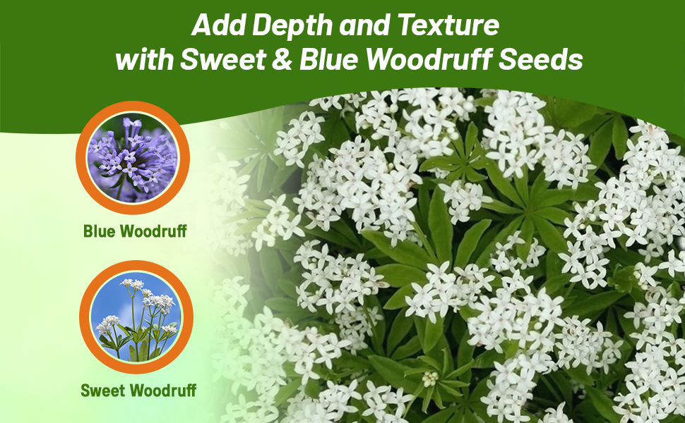 Blue & Sweet Woodruff Varieties