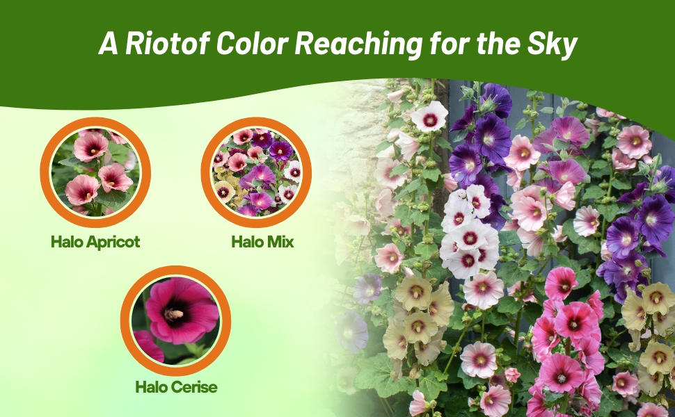 Apricot, Cerise, & Halo Mix Varieties From Flower Seed