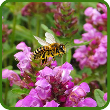 Rose Flowering Prunella Attracts Pollinators