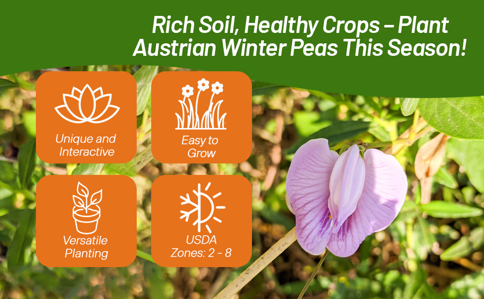 Austrian Winter Peas Cover Crop Versatile Plants