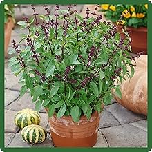 Basil Thai Container Plant
