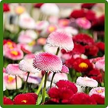 Charming Blooms of Bellis Flowers