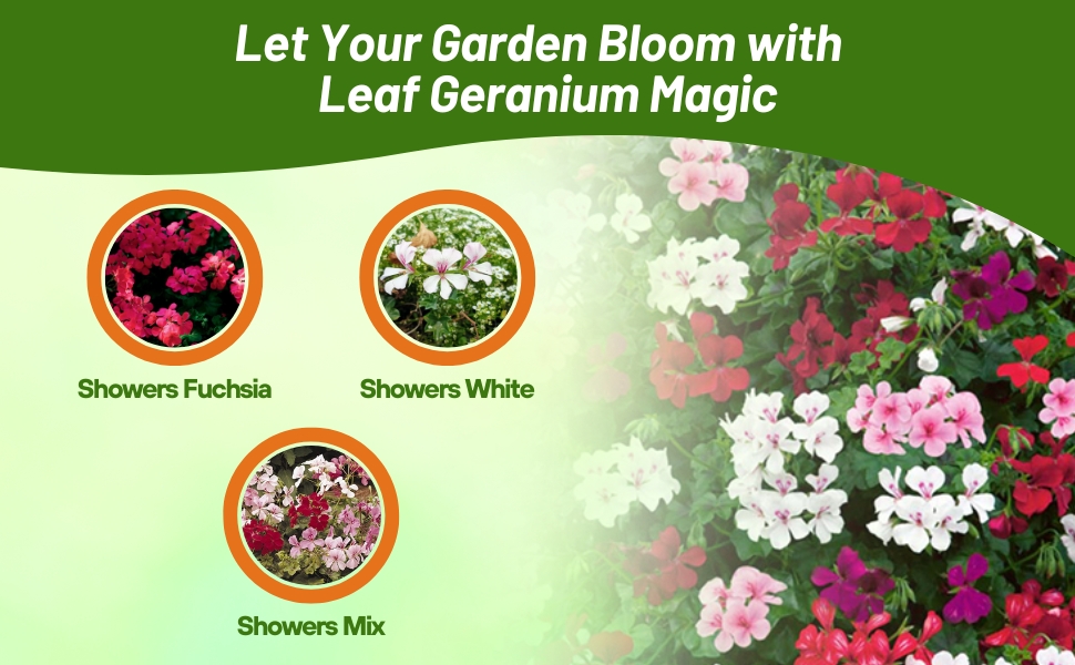 Fuchsia, White & Ivy Leaf Geranium Flower Seed Mixture