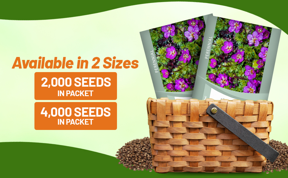 Saxifraga Seed Packet For Sale