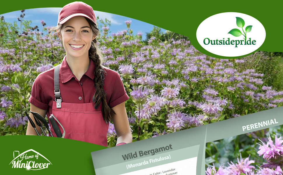 Monarda Fistulosa Wild Bergamot Flower Garden