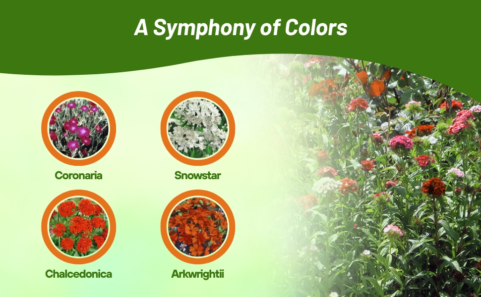 Varieties of Lychnis including Coronaria, Chalcedonica, Arkwrightii, and Snowstar