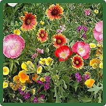Southwest Wildflower Seed Mixture For SW States