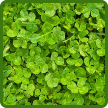 Berseem Clover For Cover Crops
