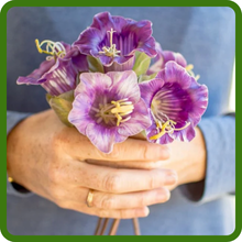 Cup & Saucer Vine Cobaea Suitable for Cut Flower Use