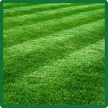 Dark Green Midnight Kentucky Bluegrass Lawn Seed