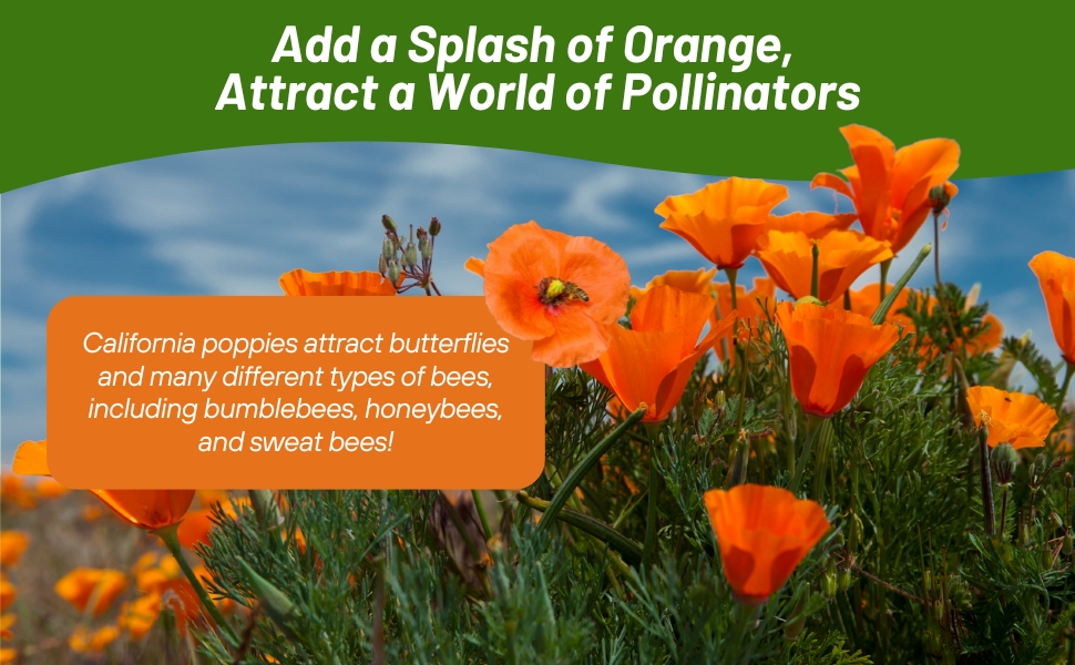 California Poppy Pollinators For Bumble Bees & Honey Bees