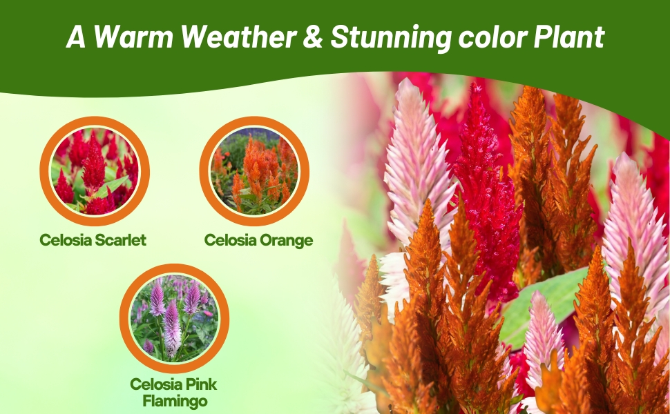 Scarlet, Orange, and Flamingo Celosia