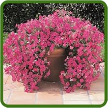 Tidal Wave Petunia Container Plant