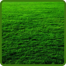 Medium Dark Green V8 Putting Green Seed