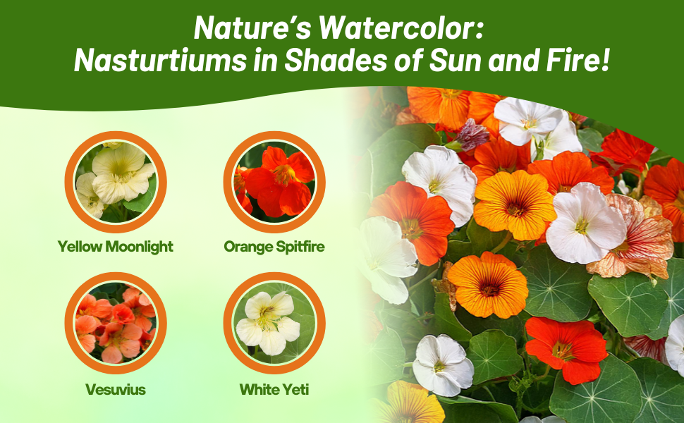 Varieties of Nasturtium Flower Seeds For Sale