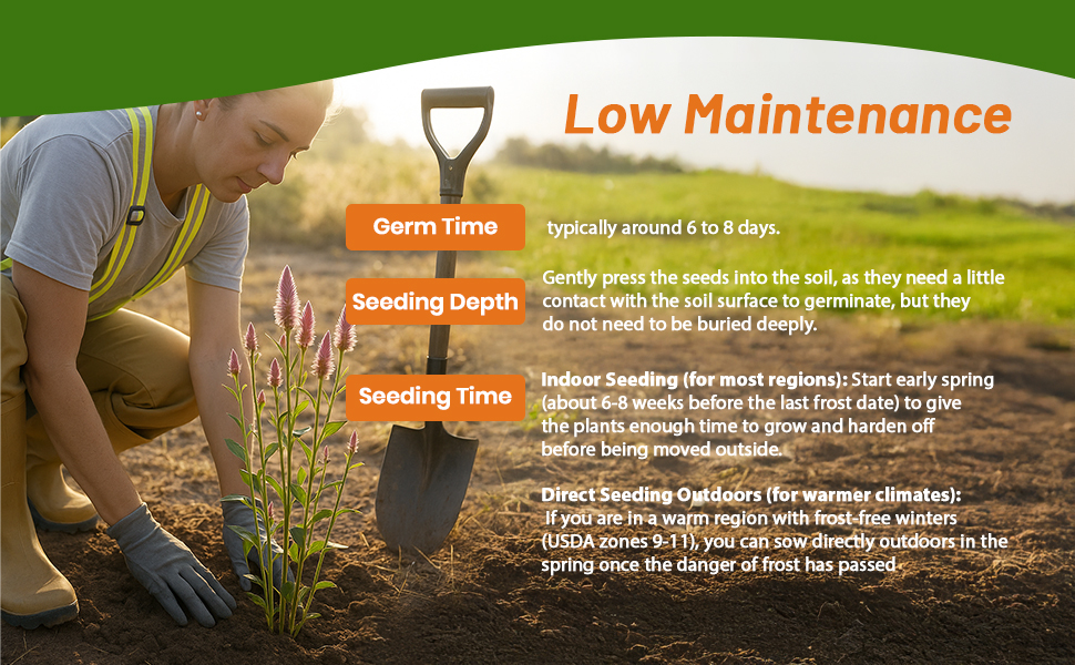 How To Plant Seed of Ptilotus