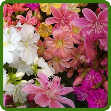Lewisia Long Bloom Season