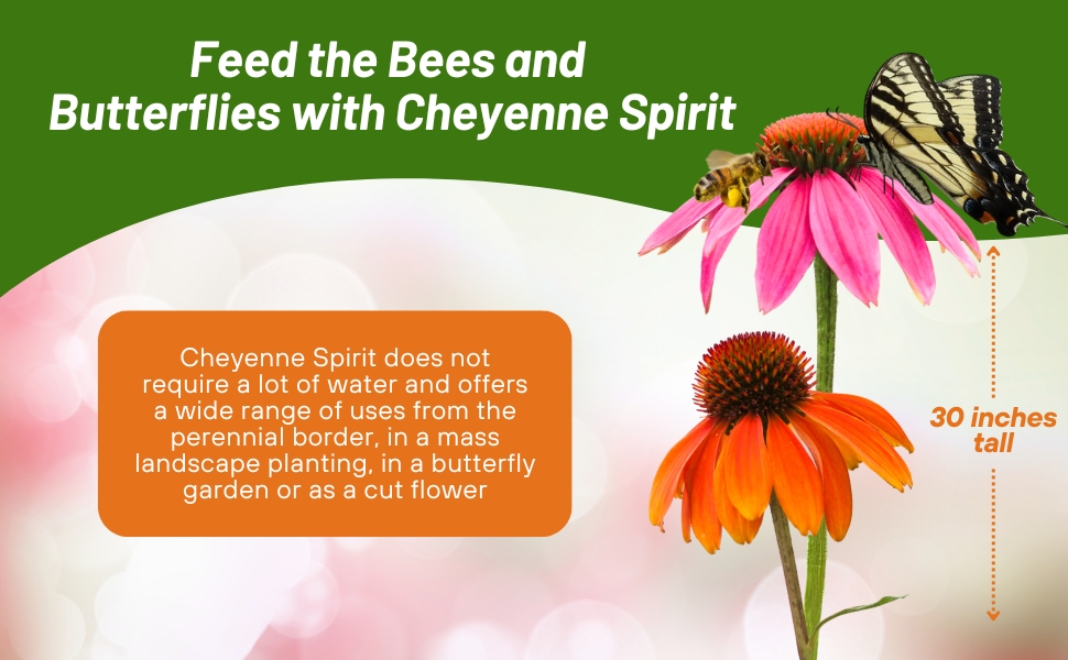 Echinacea Purple Coneflower Cheyenne Spirit Pollinator