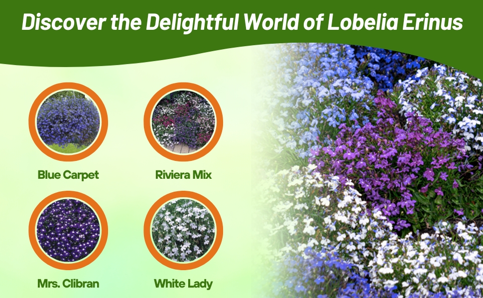 Spreading Varieties of Lobelia Plants Grown From Flower Seeds