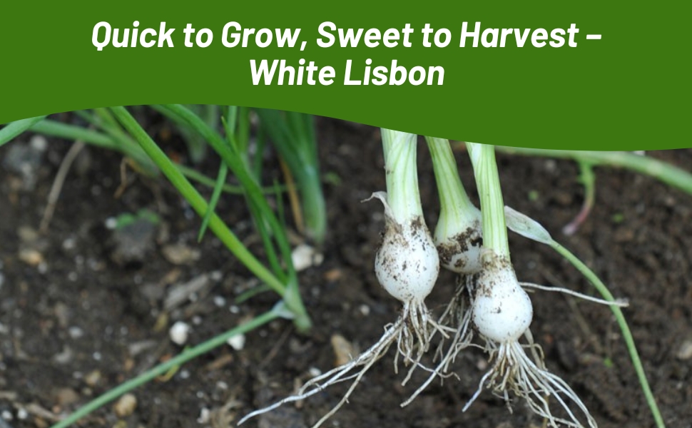 Allium Sweet Onion Bulbs & Roots