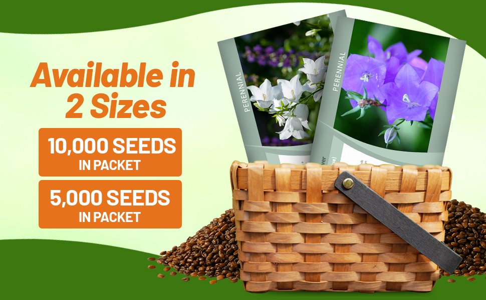 Peach-leaved Bellflower Seed Packets For Sale