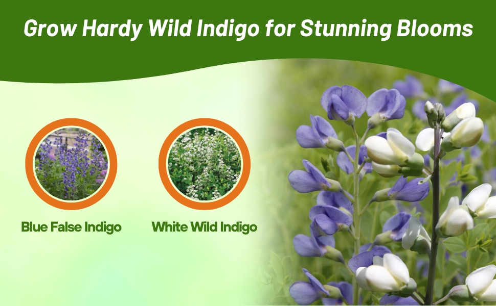Blue False Indigo & White Wild Indigo Varieties