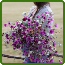 Xeranthemum Long-Lasting Cut Flower Option