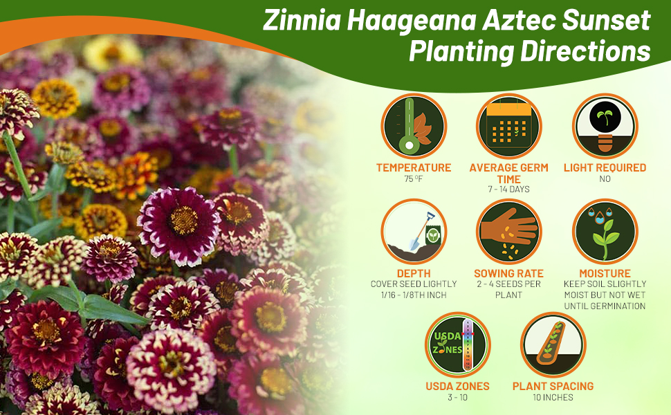 Planting Directions For Zinnia Aztec Sunset Flower Seeds