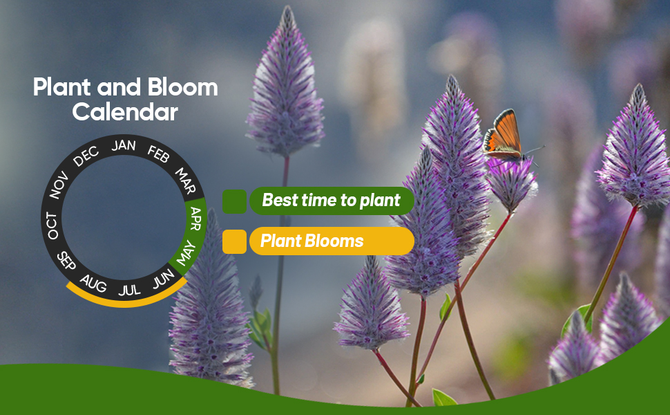 Ptilotus Plant and Bloom Calendar