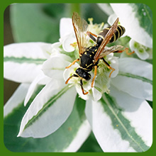 Snow on the Mountain Pollinator Enhances Garden Aesthetics