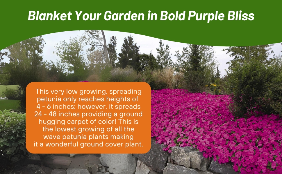 Flower Bed of Purple Classic Wave Petunia Cascading over Rock Wall