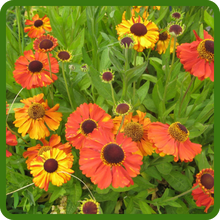 Heat Tolerant Sneezweed