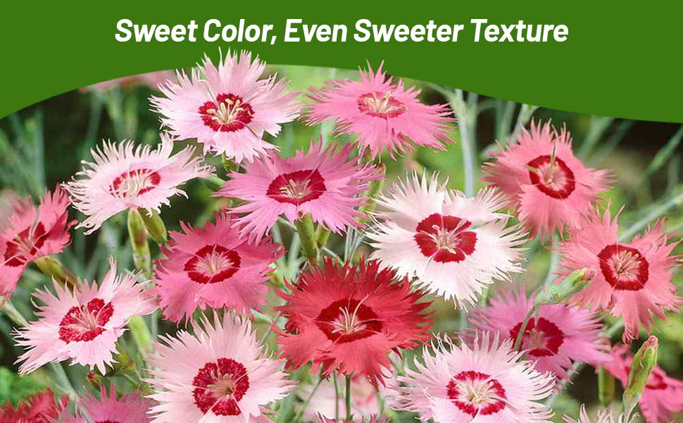 Soft Flower Petals of Dianthus Sweetness