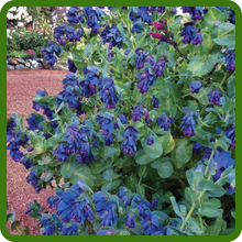 Honeywort Long Blooming Season