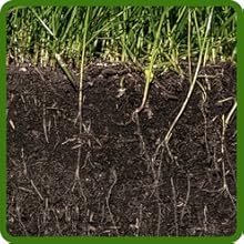 Acidic Soil Tolerant Centipede Lawn Grass Seed