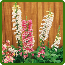 Foxglove Foxy AAS Award Winner