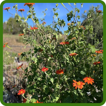 Heat Tolerant Tithonia Mexican Sunflower