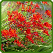 Crocosmia Tall & Upright Growth Habit