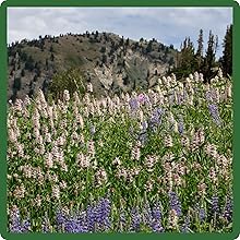 Long Lasting Blooms of Rocket Larkspur