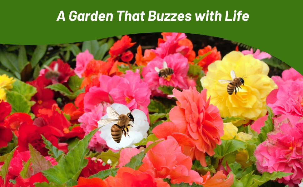 Pollinator Bees on Begonia Flowers