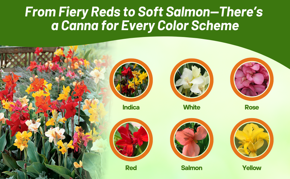 Varieties of Canna Flowers: Indica, White, Rose, Yellow, Red, & Salmon