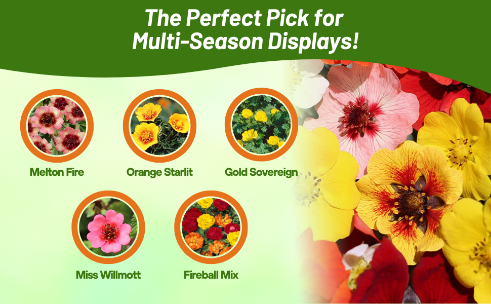 Five Varieties of Cinequefoil Flowers