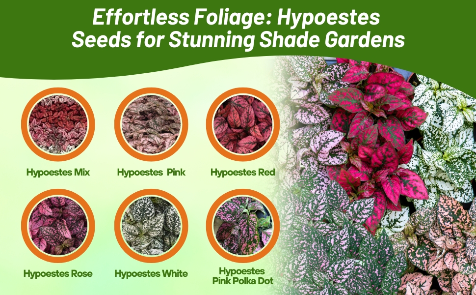 Varieties of Hypoestes Grown From Seeds