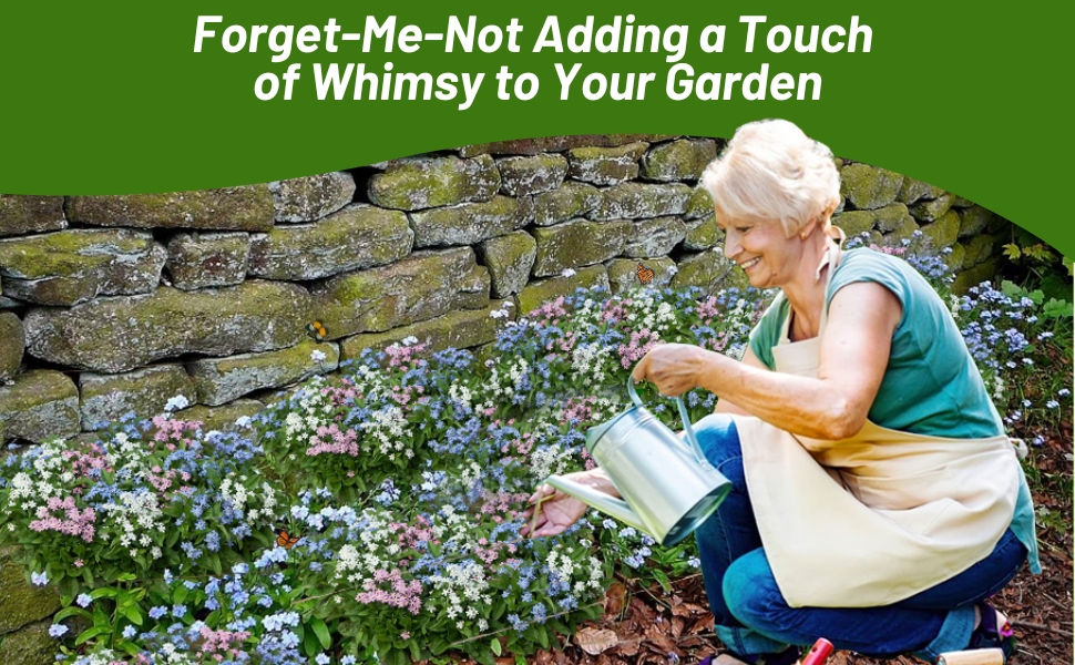 Women Watering Myosotis alpestris Forget Me Not Flowers