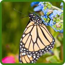 Chinese Forget Me Not Attracting Pollinating Butterflies