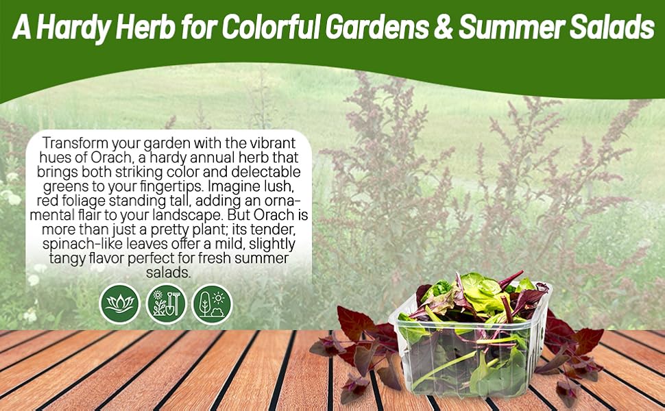 Red Orach Hardy Herb For Salads