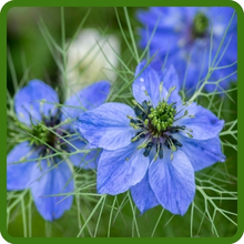Blue Love In A Mist Nigella Flowers